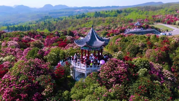 Mùa xuân là thời điểm vàng để chiêm ngưỡng Bách Lý Đỗ Quyên