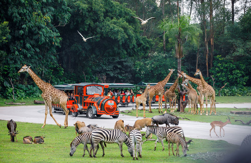 Vườn hoang dã Thâm Quyến (Shenzhen Safari Park)