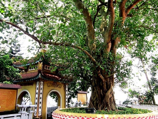 Cây bồ đề cổ thụ xum xuê, được chiết từ cây Đại Bồ Đề Đạo Tràng tại Ấn Độ