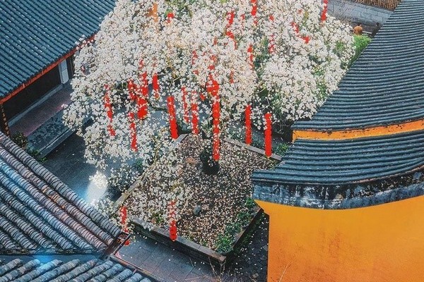 Cây hoa mộc lan hơn 500 tuổi tại Chùa Thuyết Pháp Faxi