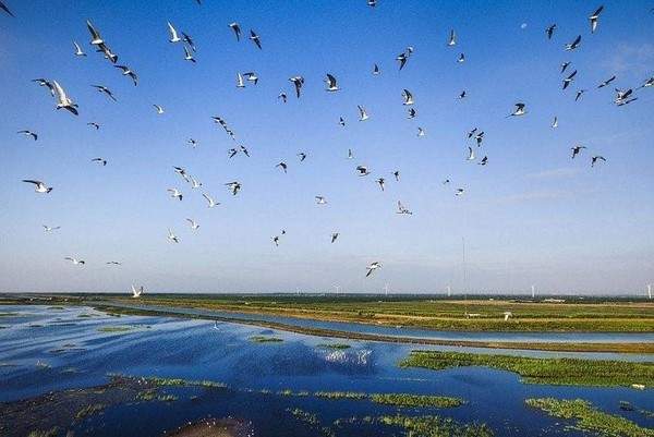 Công viên Dongtan Wetland hiện lên như một bức tranh thủy mặc khổng lồ