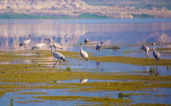Đến công viên Dongtan Wetland vào những ngày thu và đông