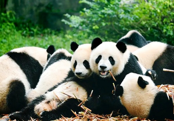 Công viên Gấu trúc Trùng Khánh tọa lạc trên khuôn viên rộng hơn 60ha