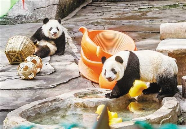 Gấu trúc lớn mang đậm ý nghĩa văn hóa và ngoại giao của Trung Quốc