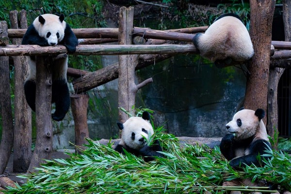 Bộ tứ gấu trúc sinh đôi