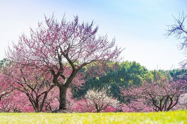 Công viên nổi tiếng với những vườn hoa rực rỡ sắc màu