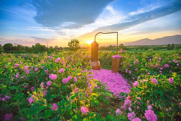Bulgaria được biết đến với những cánh đồng hoa hồng bạt ngàn