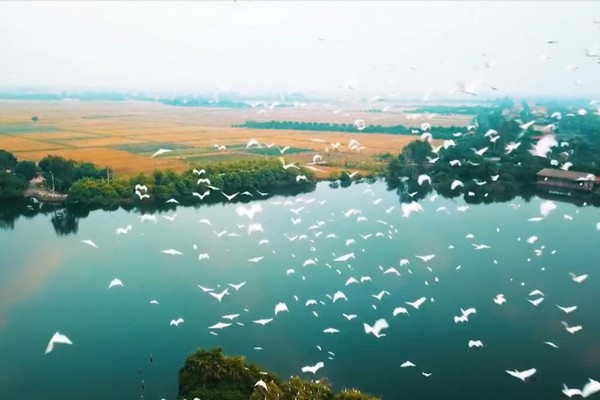 Đảo Cò Chi Lăng Nam là khu vực sinh sống của hàng ngàn cá thể cò và vạc