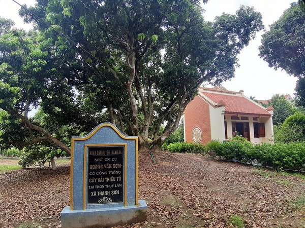 Cây vải tổ hơn 200 tuổi là nguồn gốc của giống vải thiều nổi tiếng