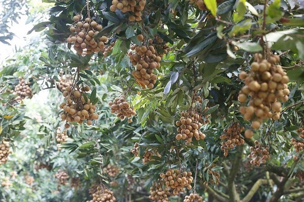Bạn có thể chọn mua những đặc sản như nhãn lồngHưng Yên về làm quà