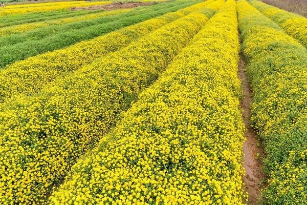 Hưng Yên nổi tiếng với nhiều làng nghề truyền thống