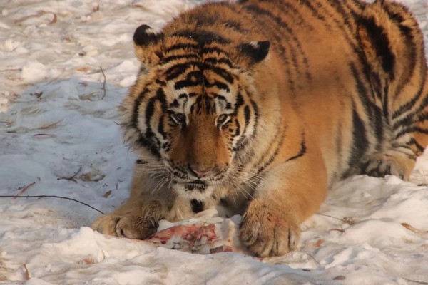 Công viên bảo tồn và nhân giống hổ Siberia