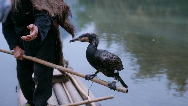 Chim cốc “hành nghề” cùng ngư dân Làng chài Hưng Bình