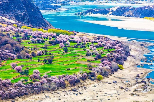 Khám Phá Làng Đào Gala – Điểm Đến Hấp Dẫn Tại Tây Tạng: Thiên Đường Sắc Hồng Trên Cao Nguyên