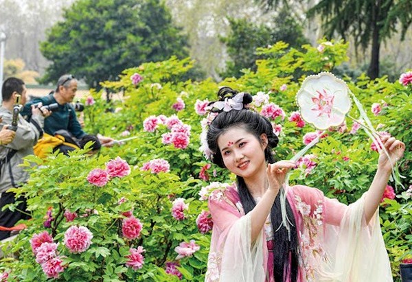 Lễ hội hoa mẫu đơn Luoyang Peony Festival: Khám phá vẻ đẹp giữa cố đô nghìn năm
