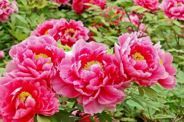 Hoa mẫu đơn, được người đời tôn vinh là