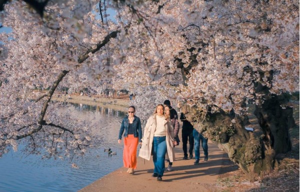 Một vài lưu ý khi tham gia lễ hội ngắm hoa anh đào Washington