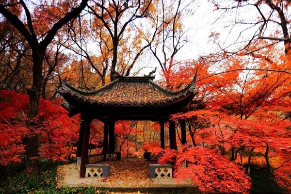 Mùa thu, sắc lá cây chuyển sang màu đỏ rực rỡ