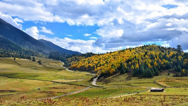 Khám Phá Rừng Lulang - Thụy Sĩ thu nhỏ của Nyingchi