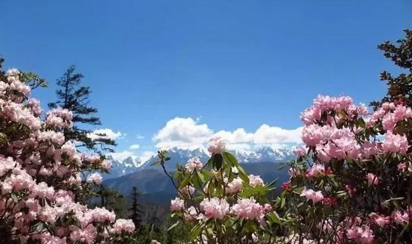 Biển Rừng Lulang, một phần cốt lõi của Công viên Rừng Quốc gia Sejila ở Tây Tạng