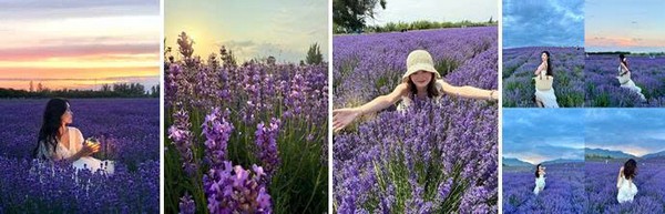 Trang viên hoa oải hương - Lavender