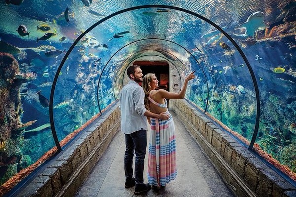 Hãy thêm thủy cung Shark Reef vào danh sách những điểm đến không thể bỏ qua