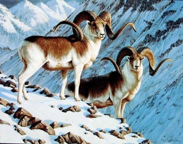 Cao nguyên Pamir là nơi trú ngụ của một hệ sinh thái vô cùng quý hiếm