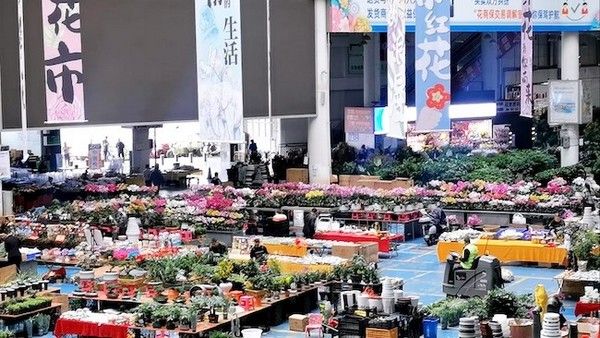 Chợ Hoa Gia Minh - Thiên Đường Sắc Hoa Rực Rỡ Côn Minh Vân Nam