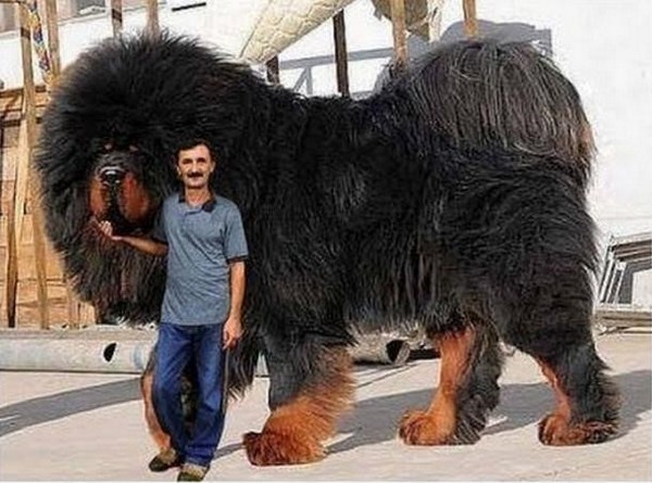 Với người lạ hoặc kẻ xâm nhập, Ngao Tạng bộc lộ bản năng hoang dã