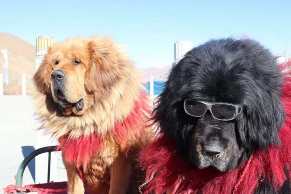 Du khách có thể bắt gặp hình ảnh những chú Ngao Tạng khổng lồ