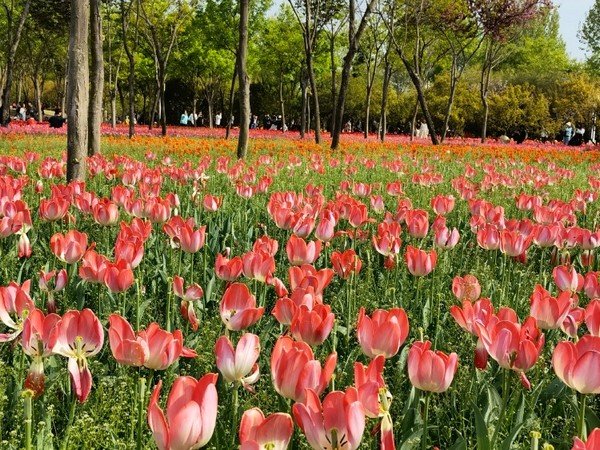 Lạc bước trong vườn Tulip tại Công viên Lục Bát Trịnh Châu