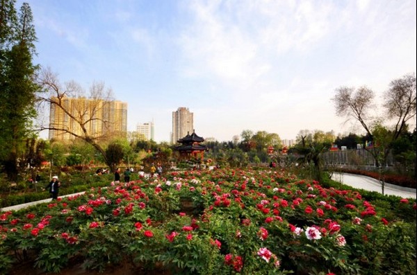 Khu ngắm hoa mẫu đơn chính là linh hồn của công viên