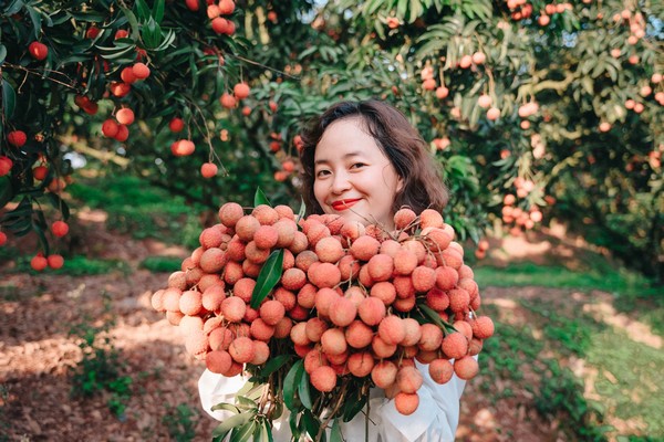Vùng đất Lục Ngạn bừng lên sắc đỏ quyến rũ của những chùm vải thiều trĩu quả