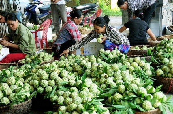  Na Lục Nam cũng là một "người con" ưu tú của đất Bắc Giang
