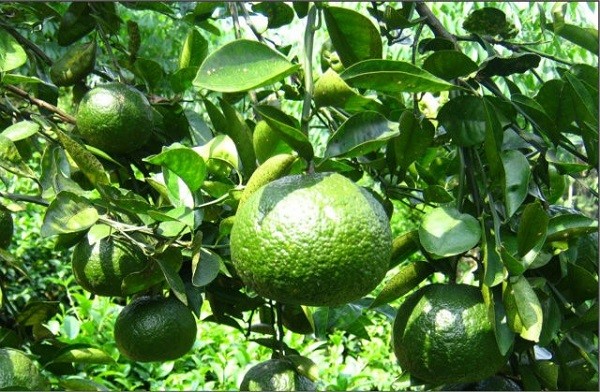  Giống cam quý được một lão nông tâm huyết mang về từ Thái Nguyên