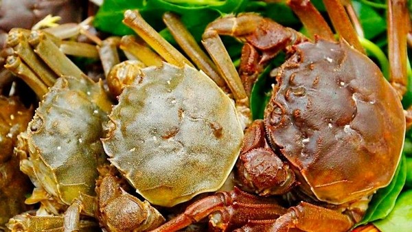 Mùa cua da rất ngắn, chỉ khoảng hai tháng