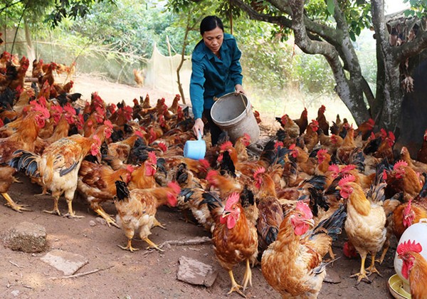 Gà đồi Yên Thế đã trở thành "niềm tự hào" của ngành chăn nuôi Bắc Giang