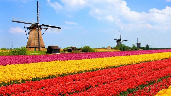 Vườn hoa Keukenhof là một trong những điểm đến nổi tiếng nhất