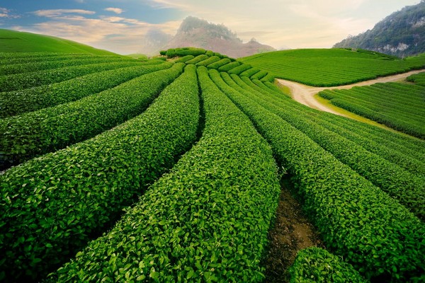 Thái Nguyên sở hữu địa hình đồi núi thấp, thuận lợi cho những hành trình khám phá