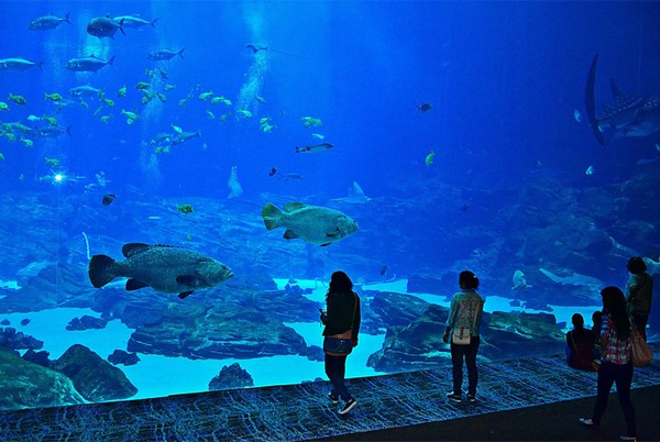 Thuỷ cung Georgia Aquarium
