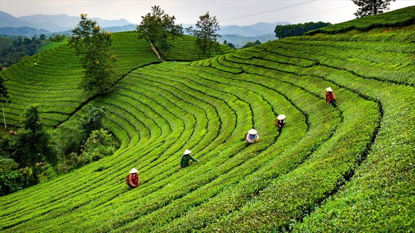 Đồi chè Long Cốc chắc chắn sẽ làm say đắm trái tim bạn