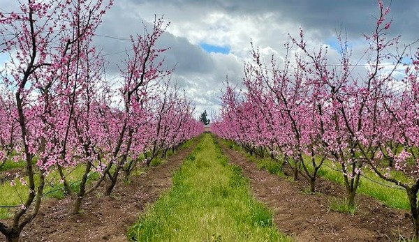 Thời điểm lý tưởng để du lịch Fresno là từ tháng 3 đến tháng 5