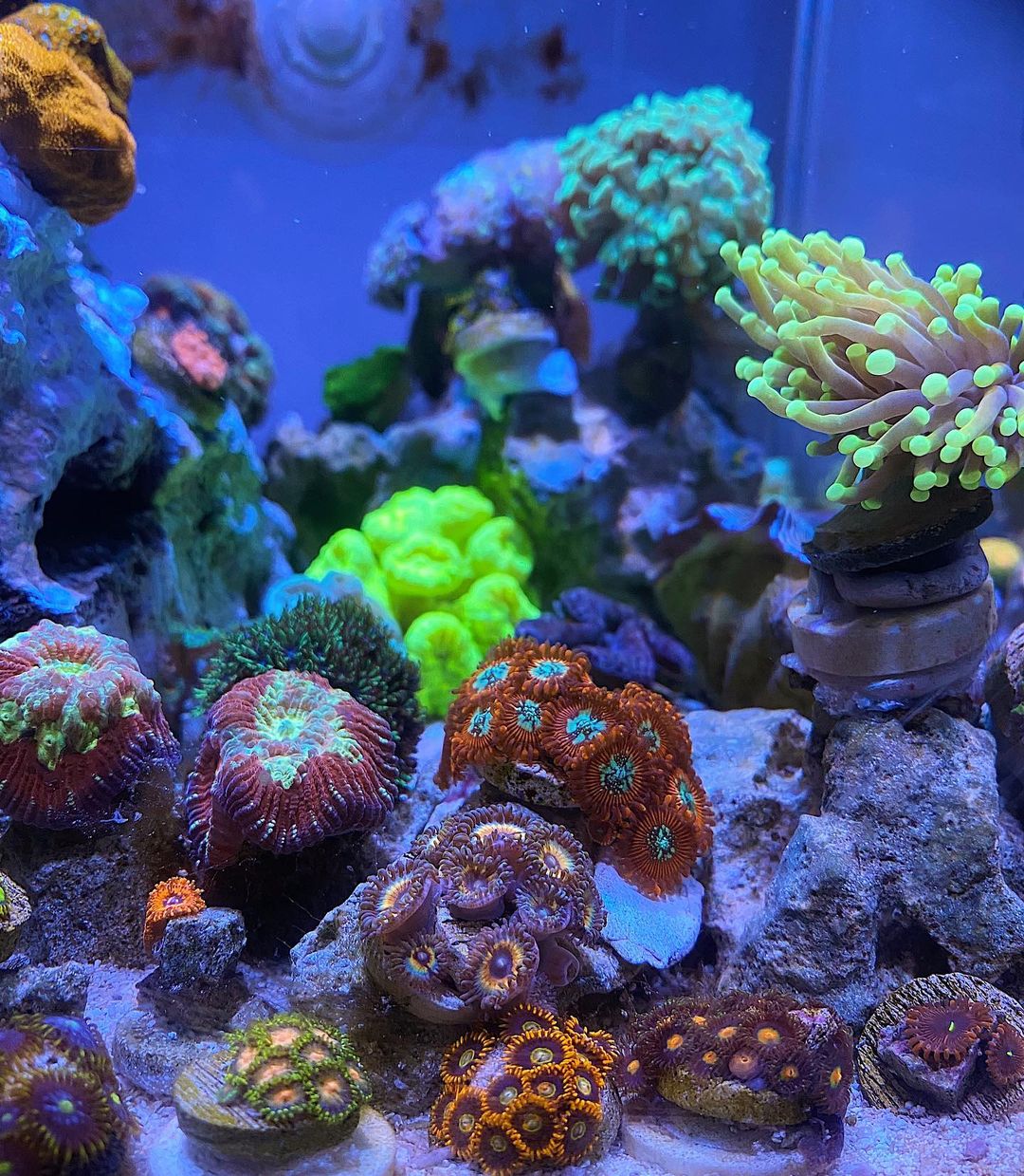 Chiêm ngưỡng những rặng san hô quý hiếm
