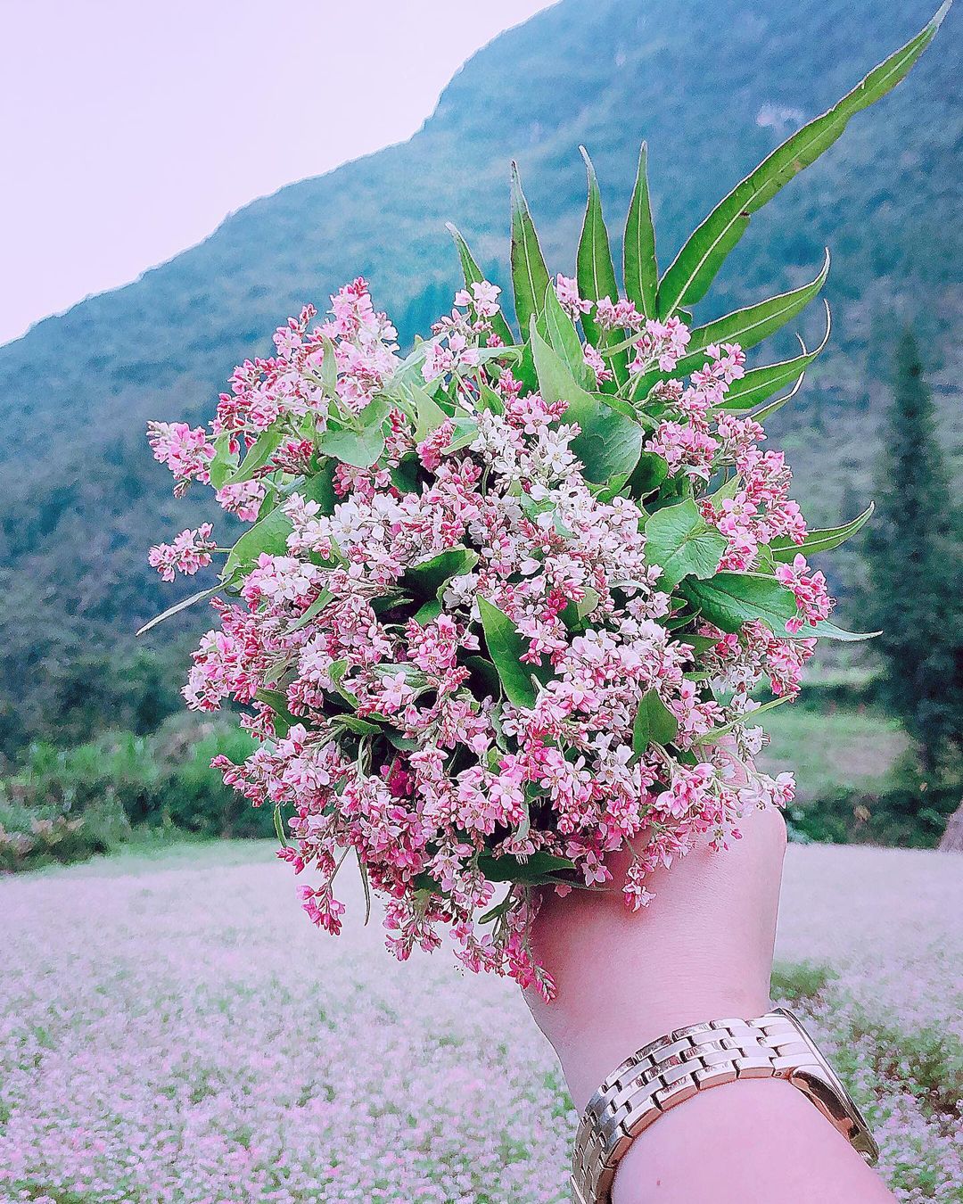 Du lịch Hà Giang mùa hoa tam giác mạch