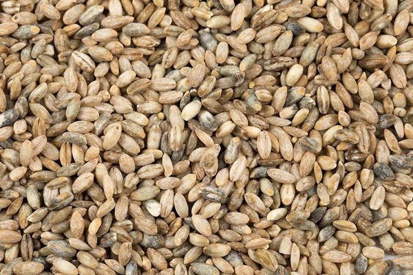 Hạt Qingke Tây Tạng: Khám Phá Loại Ngũ Cốc Vua Trên Nóc Nhà Thế Giới