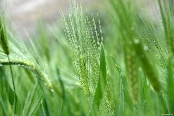 Giá trị dinh dưỡng của hạt Qingke là một điểm nhấn không thể bỏ qua