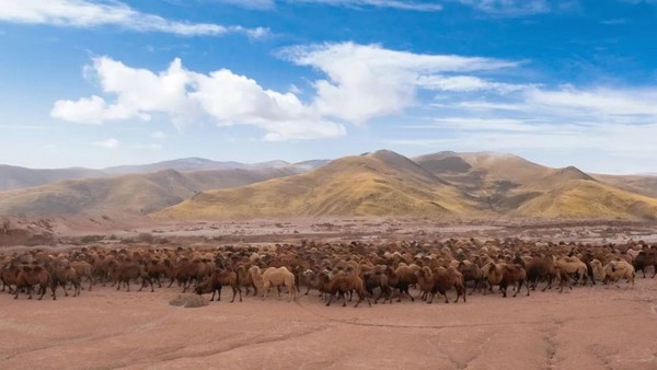 Công viên lạc đà Vạn Phong là nơi trình diễn mô hình chăn nuôi sinh thái quy mô lớn