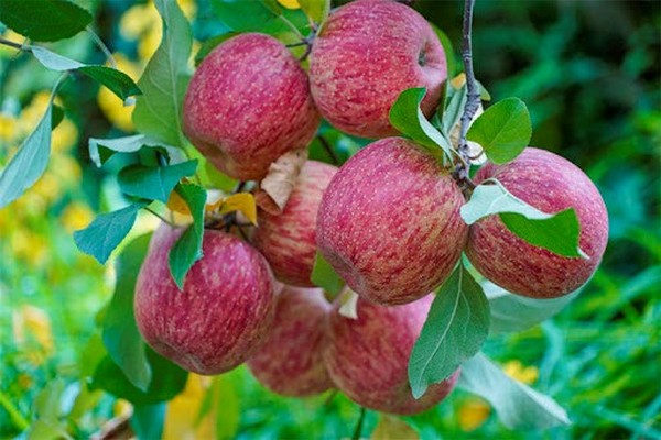 Nổi tiếng nhất phải kể đến Táo Mawun