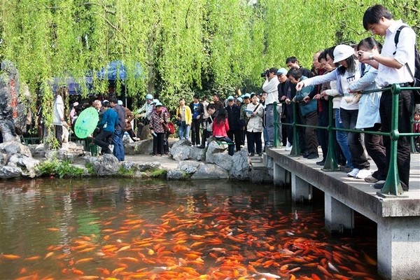 Du khách tham quan Hoa Cảng Quan Ngư