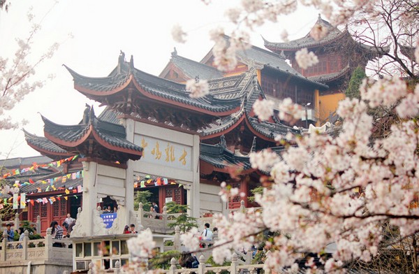 Ngắm hoa anh đào trên Jiming Temple